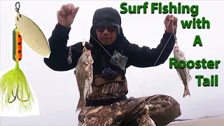 Oregon Surf Perch Fishing.  Catch Big Surf Perch On a Rooster Tail Spinner