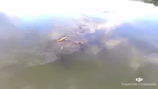 Nile Crocodile in the Zambezi River