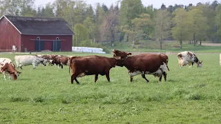 What makes a happy cow? | University of Helsinki