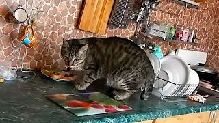 Кот спалился! Кот воришка! / Кот ворует еду со стола / Cat steals food from the table/