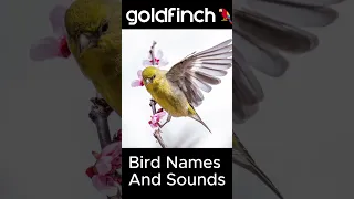 Enchanting Goldfinch Songs of Nature #shorts