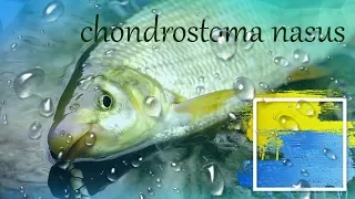 Лайфхак Прикормки / Ловля Підуста на річці Тиса / Карпати / Підуства / Chondrostoma Nasus