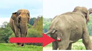 This Elephant Refused To Move, The Guy Used A Binocular And Saw Something Horrible!