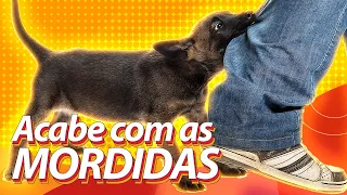 Acabe com as MORDIDAS excessivas! Dicas para cães que mordem tudo