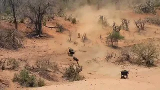 Lions On The Prowl: Hunting Down Calves At Shingwedzi, Kruger National Park