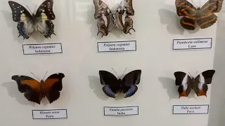 Museum Collection of Awesome Butterflies Nymphalidae from Tropics. Have You Ever Seen Them in Nature