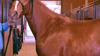 Equine Massage - 1st Shoulder Meridian Line