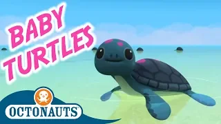 Octonauts - The Baby Sea Turtles | Full Episode | Cartoons for Kids