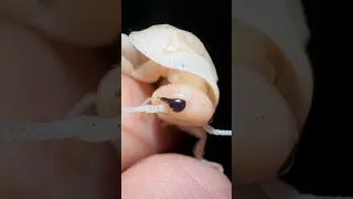 Worlds first ALBINO COCKROACH!!! 😱🤯