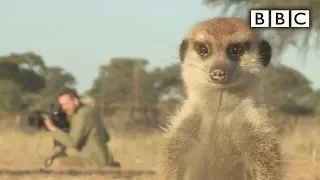 Introducing the cheeky Kalahari meerkats | Planet Earth Live - BBC