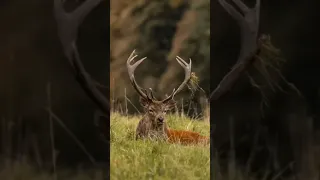 Wildlife Photography | Red and Fallow Deer in Rutting Season | Nikon D500