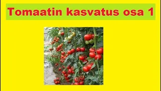 Tomaatin kasvatus osa 1 - Lajikkeen valinta, siementen kylvö, alku kasvatus