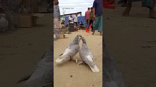 Pigeon Meting 🔥🕊🔥 || #shorts #pigeon #trending #bangladesh