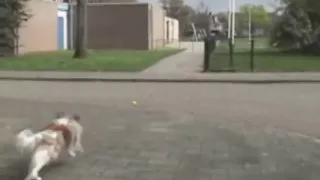 Dog gets hit by car