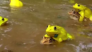 Rare Yellow Frog Wonderful Indian Bullfrog Video | Frog Sounds #01