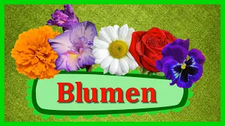 BLUMEN 🌸 Deutsch Doman Karten | Padagogische Karten Doman