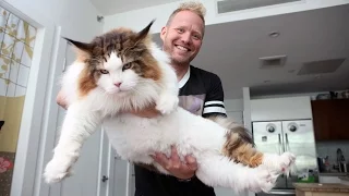 4ft Long Samson Is New York’s Biggest Cat