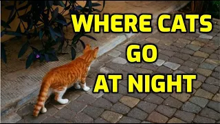 What Do Cats Do At Night When They Go Outside?