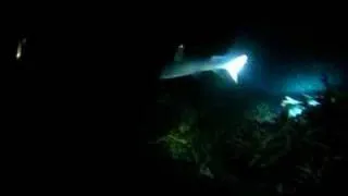 Sharks on the reef 2