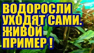 Водоросли уходят сами, без Альгицидов. Живой пример. Черная Борода, Нитчатка, Вьетнамка