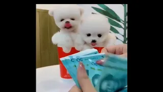 Cutest Mini Pomeranian Puppies WhatsApp status Video Compilation 2021 #shorts - FUNKY PETS