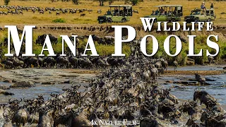 Nature Film 4K Video Ultra HD: Mana Pools National Park - Scenic Wildlife Film With Real Sounds