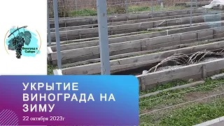 Укрытие винограда на зиму в Сибири. 22.10.2023