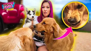 REAÇÃO DOS MEUS CACHORROS COM O NOVO FILHOTE 😱 !!! - Fran Japa