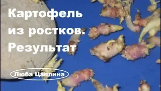 Картофель из ростков. Результат