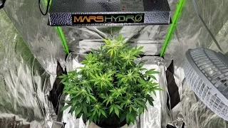 Autoflower Update And Last Training At 3rd Week Of Flower. Mars Hydro TS1000 Review Continued.