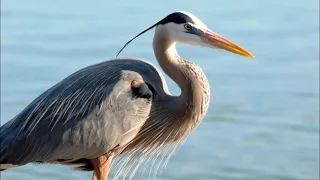 Great Blue Heron - Sound, Call, Song, Voice, And Other Noise Made by the Bird