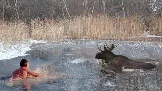 Спасение диких животных из зимних ловушек.They risked themselves to save the animals!