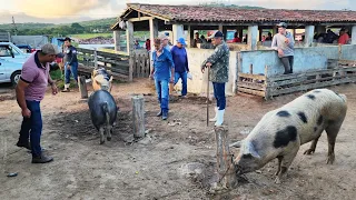 SUÍNO DE R$ 6,00 O Kg. EM CAPOEIRAS, ALÉM DE CAPRINOS E OVINOS  17-05-24 #nordeste