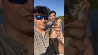 Getting POISONED By A Puffer Fish