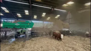 On demonstration with our HR Midi Spread-a-bale bedding up cattle!
