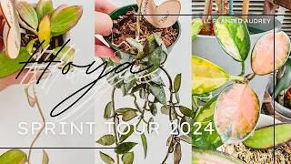 Spring Hoya Tour 2024/Hoya Care/Hoya Vlog/Hoya Tour