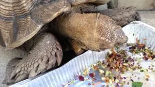 Tortoise eating salad - CUTE