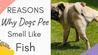 Why Does My Dog's Pee Smell Like Fish? Reasons Why Dogs Pee Smell Like Fish Explained