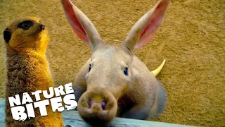 Aardvark  Joins Adorable Meerkat Family | The Secret Life of the Zoo | Nature Bites