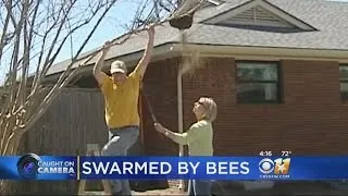 Bee Hives Falls On Woman's Head