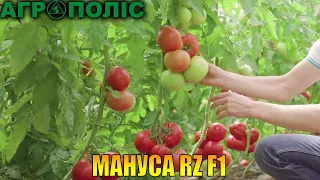 Знову дивимось на томат Мануса RZ F1