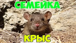 СЕМЕЙКА КРЫС