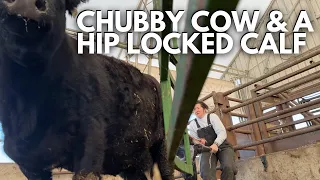 helping a hip locked calf | Calving Season 2024 Vlog | Day in the life of a 27 year old farmer