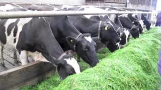 Zero grazing system at the Harpur Farm in Bessbrook