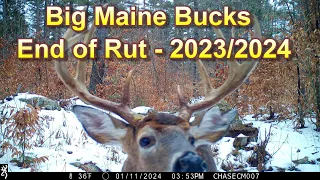 Big Maine Bucks End of Rut | 2023-2024 ~