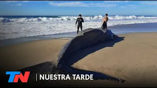 Una ballena apareció muerta en las playas de Mar del Plata