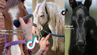 The Best HORSE TikTok Compilation 2023 #42