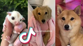 The CUTEST ANIMALS from TIKTOK to CHEER YOU UP...