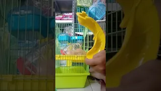 Cara merakit kandang hamster tingkat