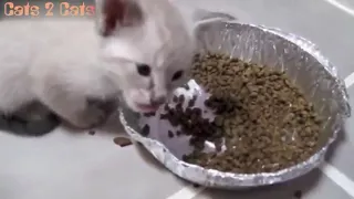 Кошки   Видео приколы   FUNNY CATS   Cats 2 Cats#68 Yum yum